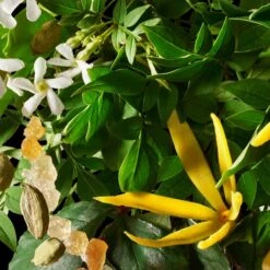 Molton Brown Ylang-Ylang Bath And Shower Gel 300ml 8 Molton Brown Ylang-Ylang Bath And Shower Gel 300ml -Cheap Dewloria Store 10881874 1914837627424622