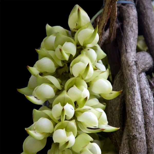 Decorté AQ UV Protection Chemical Broad Spectrum SPF40 Sunscreen 2 Oz 2 Decorté AQ UV Protection Chemical Broad Spectrum SPF40 Sunscreen 2 Oz - Image 2