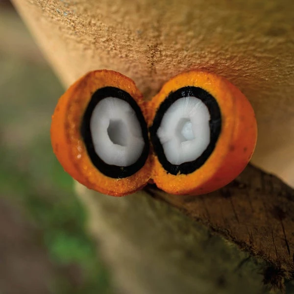 Natura Ekos Tukumã Hand Cream 1.9 Oz 4 Natura Ekos Tukumã Hand Cream 1.9 Oz - Image 4