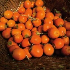 Natura Ekos Tukumã Hand Cream 1.9 Oz 16 Natura Ekos Tukumã Hand Cream 1.9 Oz -Cheap Dewloria Store 14509915 9745063361278433